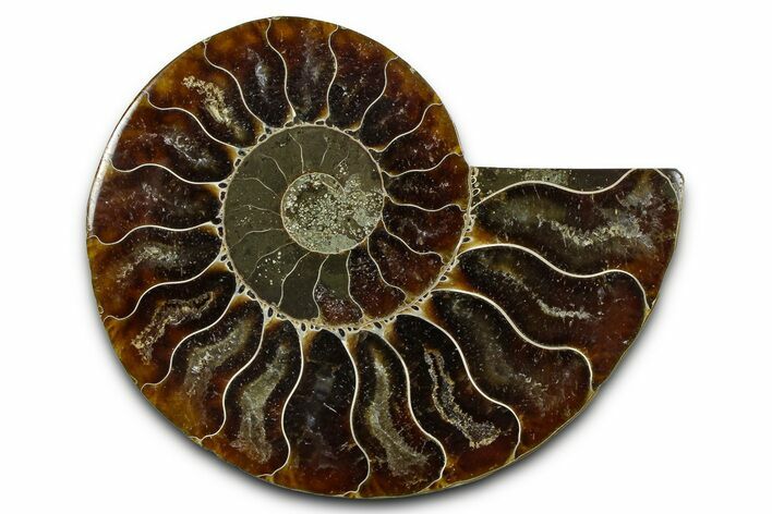 Cut & Polished Ammonite Fossil (Half) - Madagascar #377597
